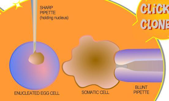Now we have one somatic cell nucleus and an empty (or deprogrammed) egg cell.