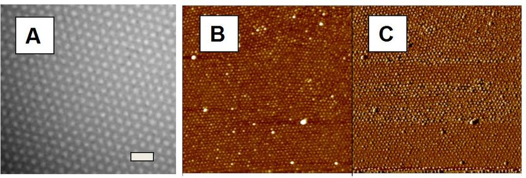 Figure S2. (A) TEM image of the nanoporous thin film from P1 after UV treatment and methanol wash, scale: 70 nm. (B) AFM phase image for iron oxide nanodots.