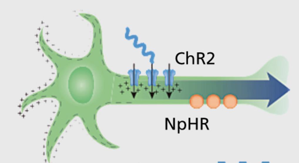 Generation of action potential by light pulse Channelrhodopsin Halorhodopsin The blue-light sensitive Channelrhodopsin