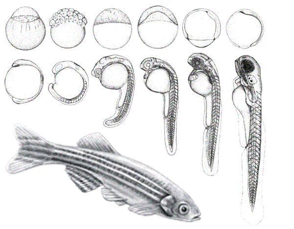 Zebrafish Vertebrate External fertilization Many embryos