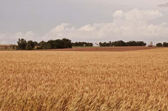 Wheat Markets CME Kansas Hard