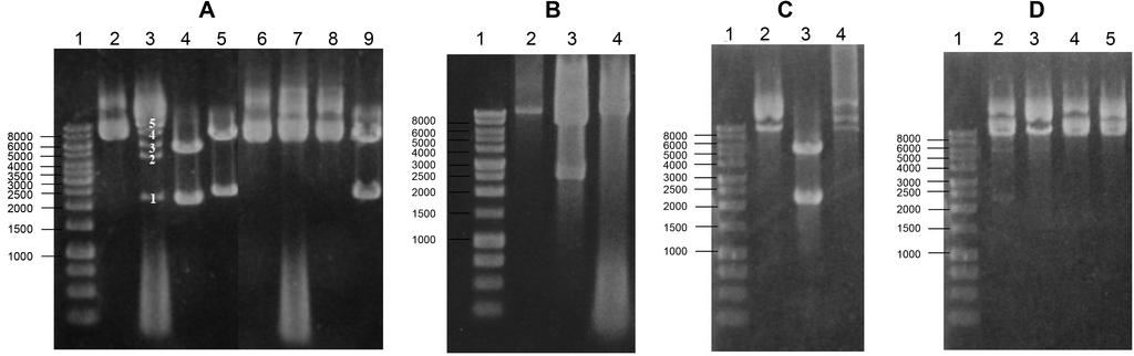 1024 Kim et al. Fig. 1. Restriction patterns of various pybamy59 (B, E, SacII-, and methylated) digested with the cell extract of B. longum MG1, SacII, and XbaI-BamHI.