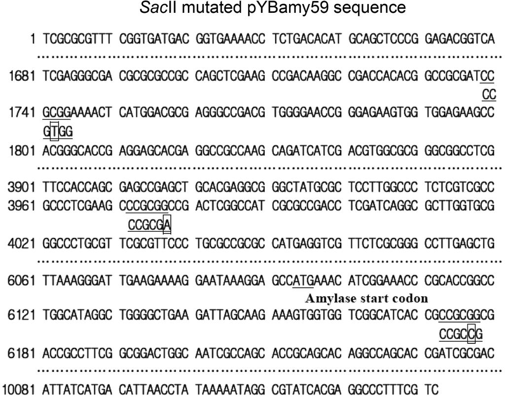 TRANSFORMATION EFFICIENCY OF B. LONGUM MG1 1025 pybamy59 (E) (Table 2). However, in vitro methylation of pybamy59 (SacII - ) did not show improved transformation compared with pybamy59 (SacII - ).