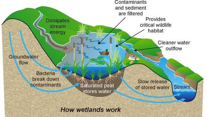 Hydrology background Precipitation Evapotranspiration Groundwater plays an important role to sustain these wetland,