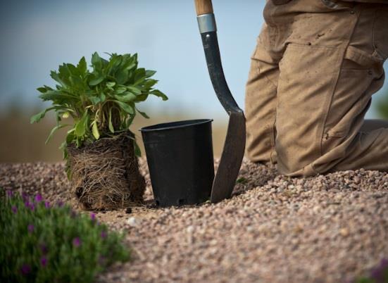 the inch. 2. Dig a bowl-shaped hole twice as wide as the plant container.