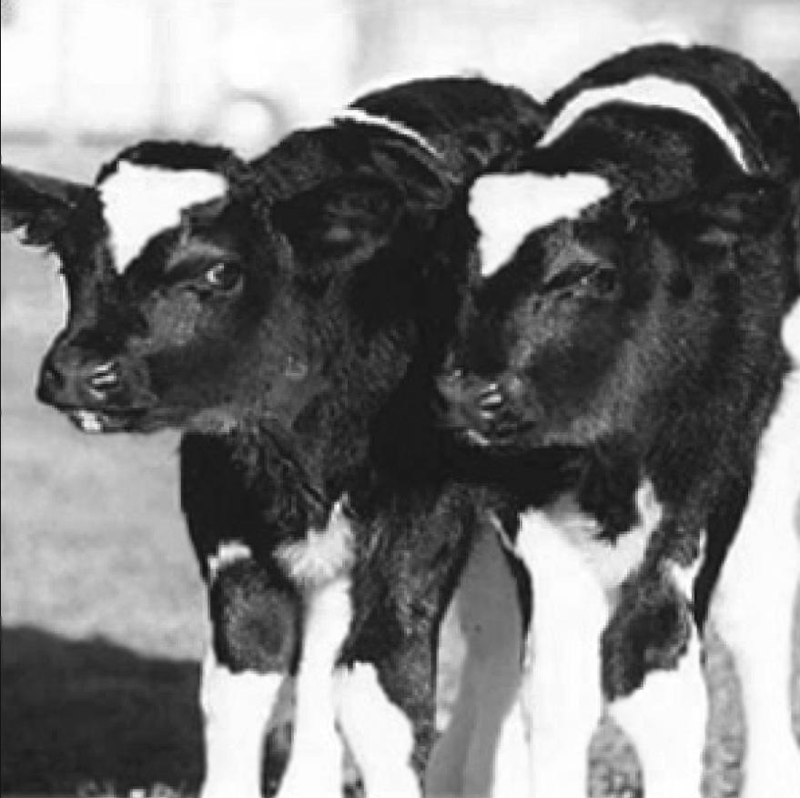 Transgenic calves George and harlie, born in 1998, were the first cloned transgenic calves. 33. What does the term transgenic mean?