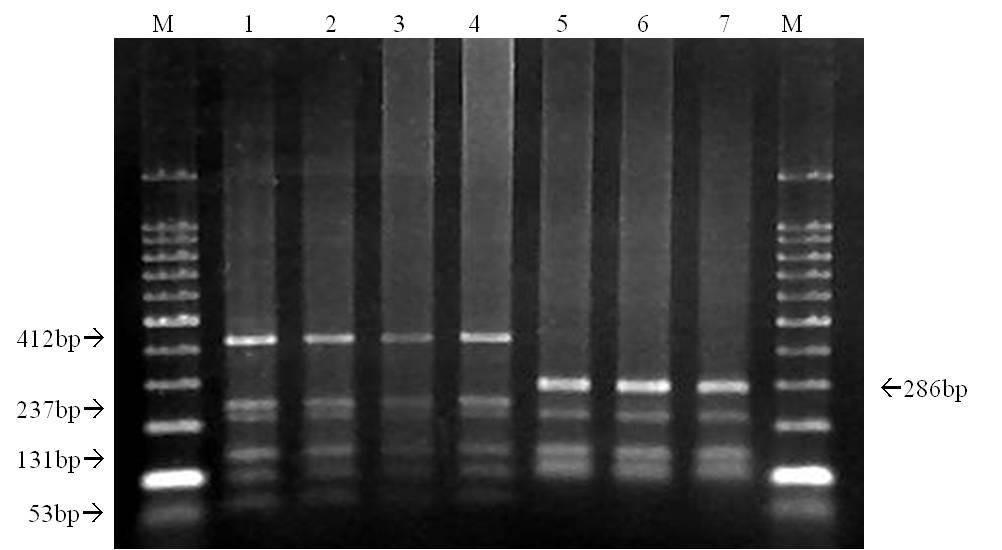 arenaria isolate 3; (8) Negative control; and (M) GelPilot 100 bp plus ladder 1500 bp. Fig. 3. Restriction enzyme profiles of the mitochondrial DNA products generated from single females of each nematode species digested with Ssp I.