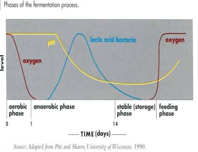 Phases of the Fermentation Process Losses in Dry Matter in Making Silage Respiration = 1 3% Fermentation losses = 5 10% Seepage losses = 5 7% common Surface losses = 2 4% with plastic cover Air