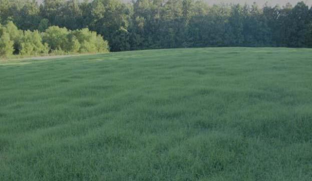 Control Moisture in Silage by... Maturity, recommended Corn fully dented (65% M.C.) Alfalfa recommended stage for each harvest for prime hay Perennial grasses late boot to early heading Sorghum soft dough kernels Small grains boot (high energy & protein/lb.