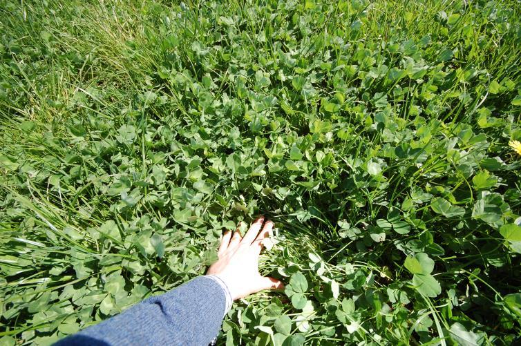 Red clover - tillage potential Soil health