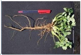 (N) Suppress weeds Excellent quality forage