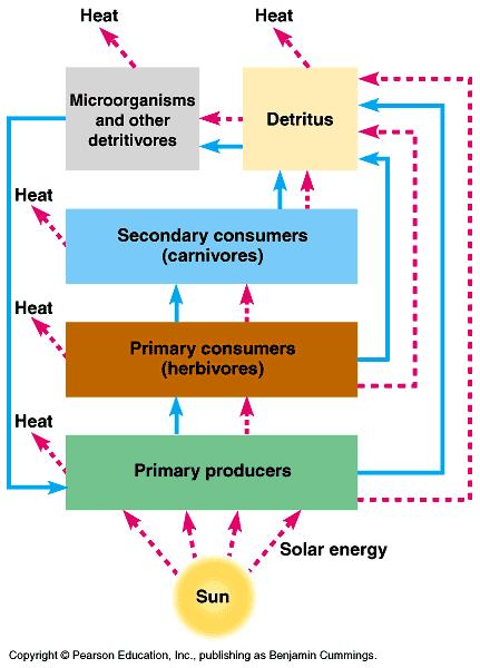 I. Trophic Structure and the Flow of Matter and Energy A.Trophic (Feeding )Levels = organisms that are the same number of steps from the sun a.