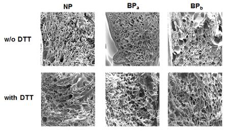 SEM photographs of NP, BP a and BP b hydrogels at 100x. (a) Figure 2. Appearance of NP, BP a and BP b SDS-PAGE gels.