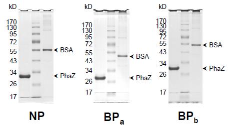 loading with proteins of BSA and PhaZ. (b) Figure 5.