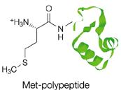 Pepide defromylase (PDF) is required to remove the formyl group from a newly synthesized