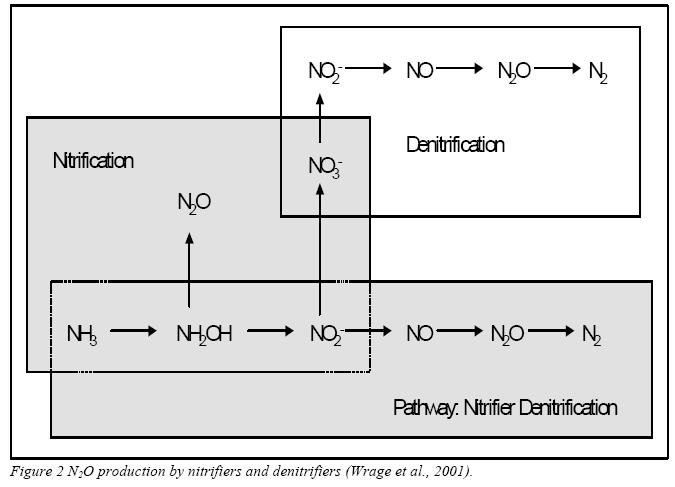 Nitrous Oxide N 2 O produced by nitrification (in oxygen-limited conditions) and denitrificiation (in anaerobic conditions) Production rates controlled by supply of mineral N, labile C (for