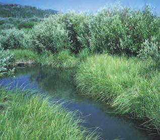Types of Conservation Buffers Conservation Buffers Used to Improve Water Quality (Near Stream) Vegetated Buffers A regulatory term for a strip of permanent, perennial vegetation (35 feet minimum
