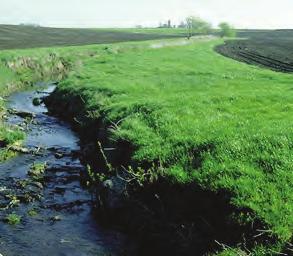 The area may meet the criteria for a number of different conservation practices, typically riparian herbaceous cover or filter strip when the vegetation is herbaceous, and riparian forest buffers