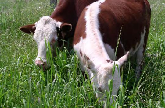 Prescribed Grazing Prescribed grazing is the planned harvesting of forages by a grazing or browsing animal.