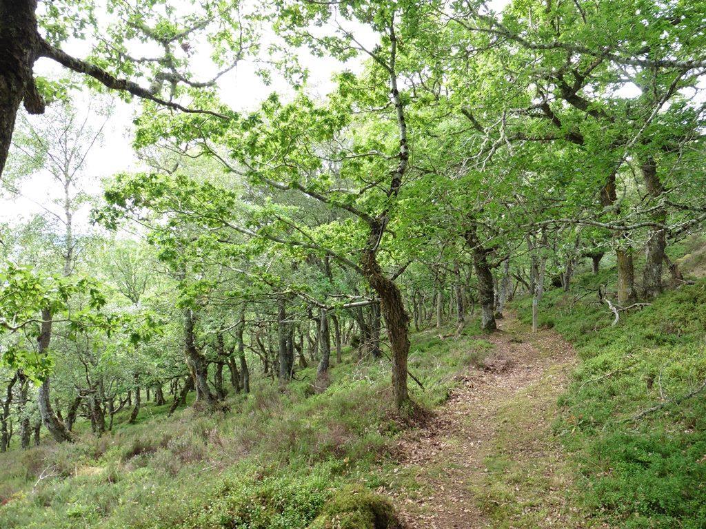 Protecting Oak Ecosystems: Managing oak woodlands to maximize support for oak biodiversity.