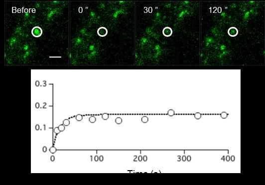 FRAP analysis for diffusion dynamics of AMPARs Cultured hippocampal neurons were treated with 1 M of LiveReceptor AMPAR for 1 hour at 17 o C.