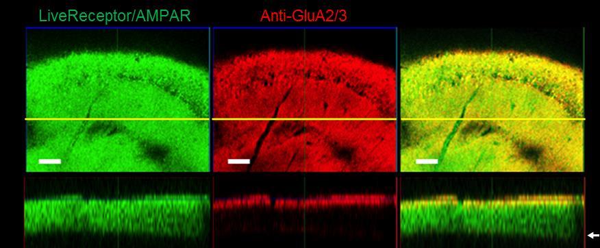 Although anti- GluA2/3 antibody stained receptors only in the surface of slice, LiveReceptor AMPAR can penetrated into deep site of slice tissue and labels receptors.
