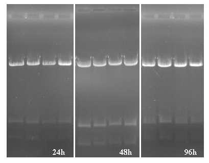 5.) Stability of DNA isolated with MAXXBOND-regenerated columns DNA, isolated with AppliChem's refill buffer solutions (lysis buffer, washing buffers, elution buffer etc.