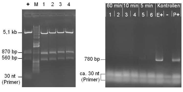 6.) Regeneration of DNA binding columns for purification of PCR fragments Besides the regeneration of the classical DNA binding columns for the purification of plasmid DNA, we can show the