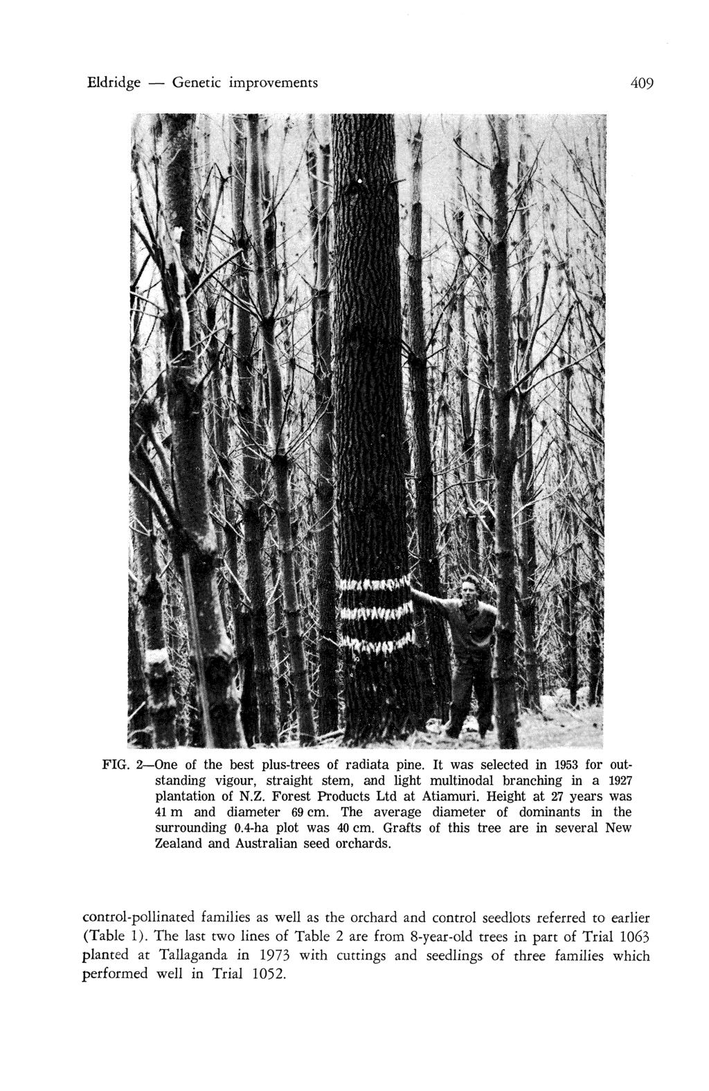 Eldridge Genetic improvements 409 FIG. 2 One of the best plus-trees of radiata pine.