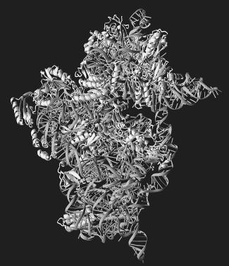 94 Stem Cell Research Molecule model of the 30S ribosomal subunit, which consists of protein (light gray corkscrew structures) and RNA (coiled ladders).