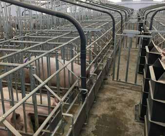 I-TEK RANGE BUILDINGS & EQUIPMENT Importantly the gates of the stalls have 4 settings / positions for managing sows at all stages of the process.