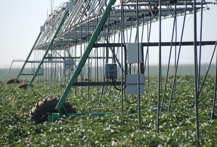 irrigation on end-of-season boll distribution of FiberMax 9680 B2RF cotton