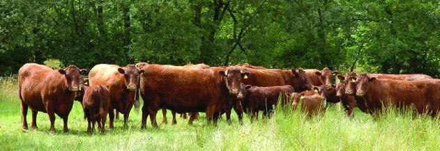 Figure 4.2 North Devon cows and calves grazing semi-natural grassland.