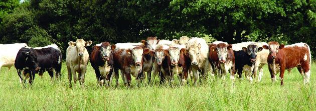 Figure 4.4 Charolais x Holstein and Longhorn steers grazing semi-natural grassland.