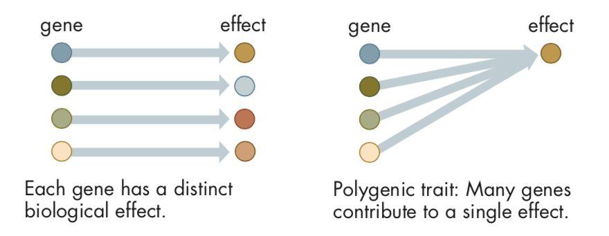 Polygenic traits -continuous