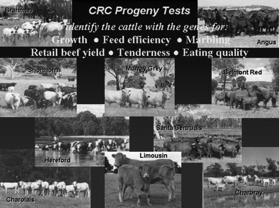 Achievements of the Beef CRC ~ A platform for the next 10 years B M Bindon CRC for Cattle and Beef Quality, University of New England, Armidale, NSW, 2351 Abstract The CRC for Cattle and Beef Quality