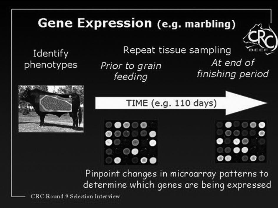 In beef production terms Gene Expression could refer to cattle which have the genes for (ie the genetic merit for or known genes which regulate) marbling, but which for some environmental reason (eg