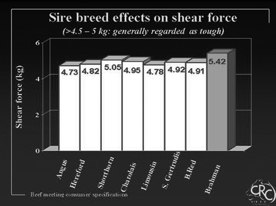 (ii) Marbling From Figure 1, it can be seen that highest marbling (IMF%) was recorded in progeny of Angus, Shorthorn and Belmont Red Sires.