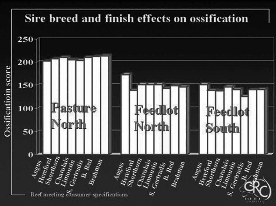 Figure 6 (v) Ossification index Ossification score (OS) is a component of MSA grading. Higher OS reflects the difficulty of the finishing environment and is associated with reduced tenderness of beef.