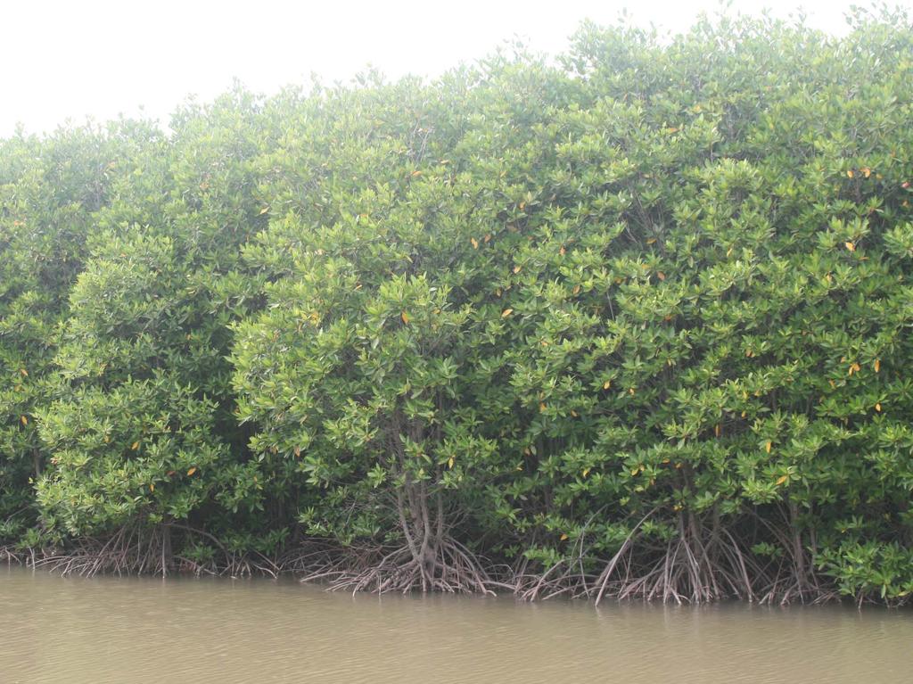 Mangroves could act as both climate change adaptation and mitigation measures Conclusions Mangroves: important for climate change adaptation and mitigation Protective potential under