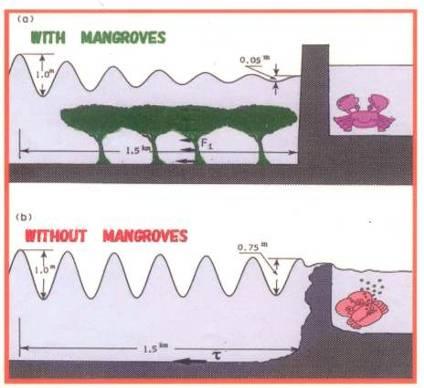 Different effects of wave reduction in (a) with mangrove (b)
