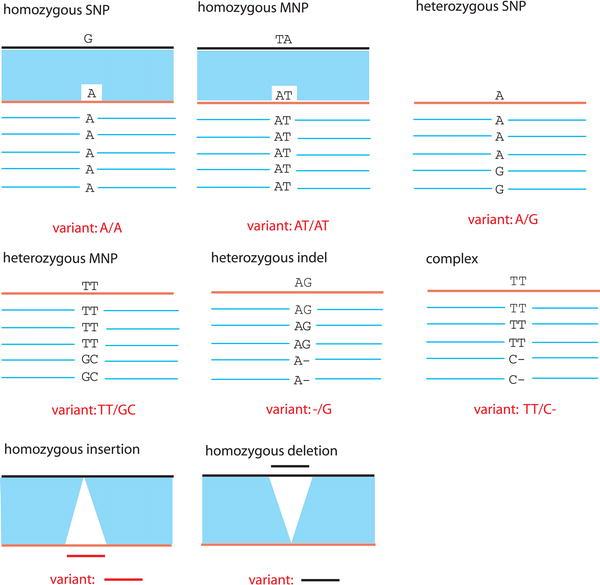 DNA Variation types 1 1 3 Figure 4.