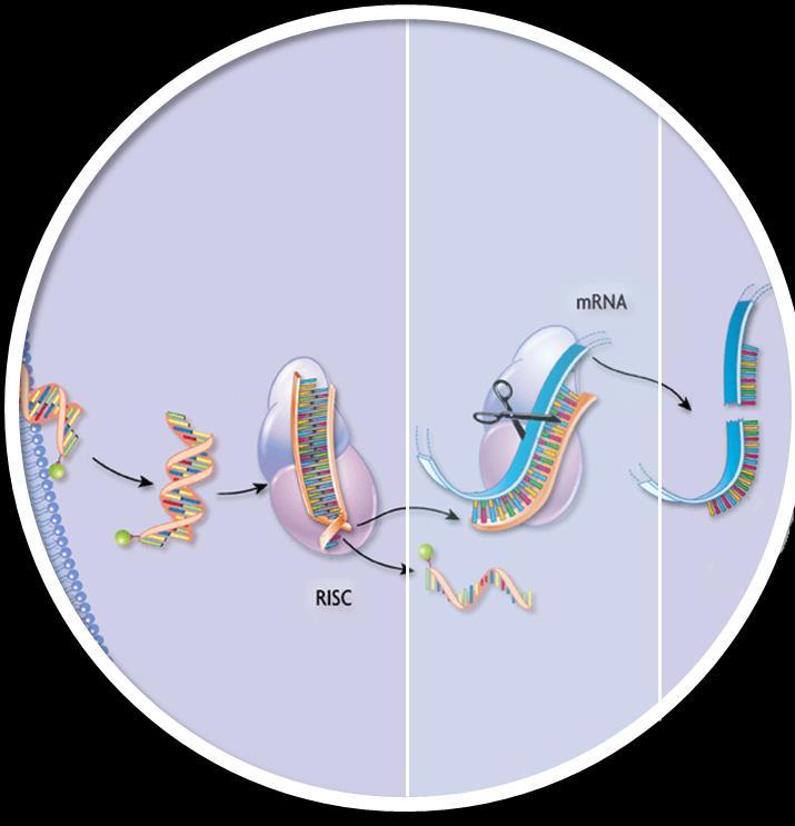 RNAi Therapeutics Harness natural pathway» Catalytic mechanism» Mediated by small