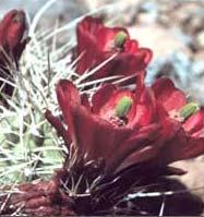 Prickly Pear : Easily grown in dry, sandy or gravelly, well-drained soils in full sun.
