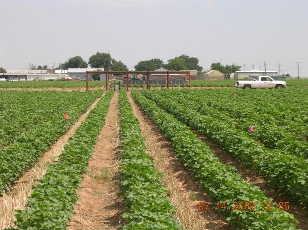 Year Irrigation Lint yield Recovery efficiency of 90 lb fertilizer-n/ac in cotton plants, West Texas Recovery effcy-diff Recovery effcy-15n lb/ac --------- % --------- N application details 2001 Sub