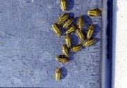 Matured larvae eventually pupate (Figure 9). New adults appear and repeat the process.