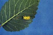 Figure 7 Figure 8 Figure 9 Insecticidal control of elm leaf beetles is difficult due to the