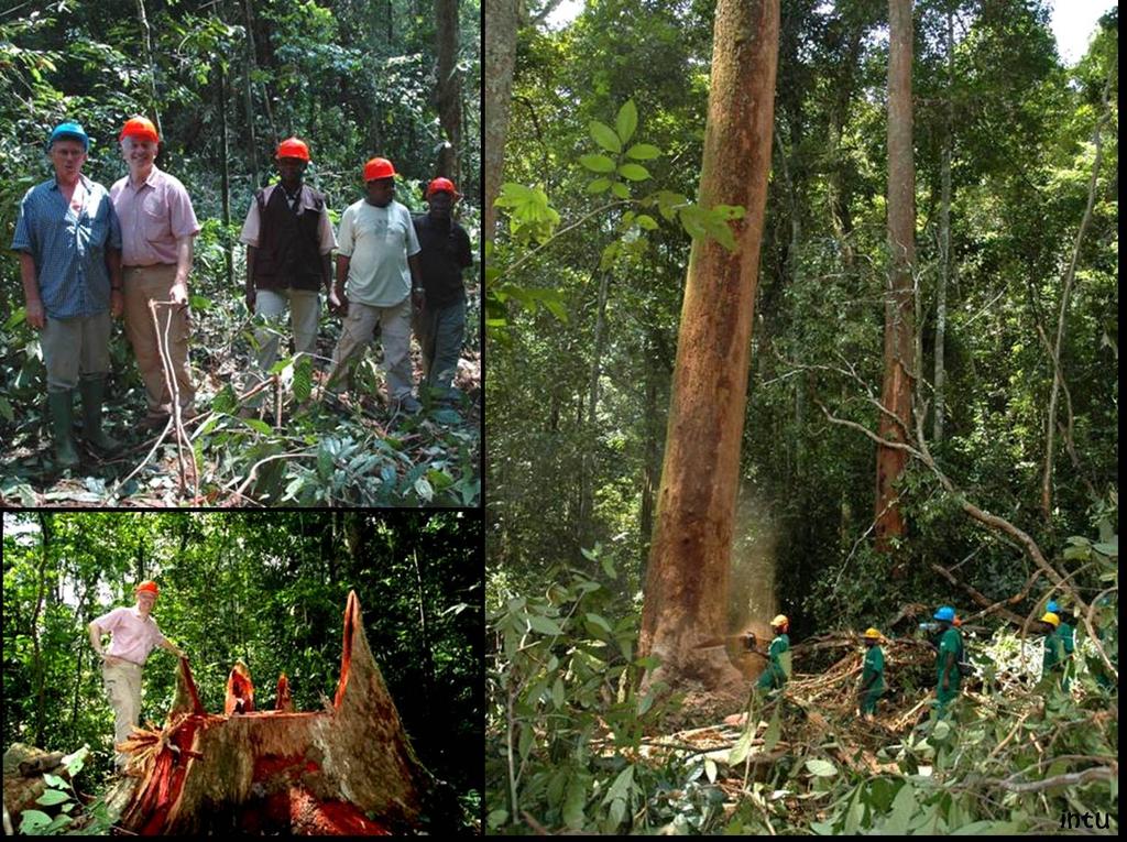 Well managed timber production forests give value to the forest,