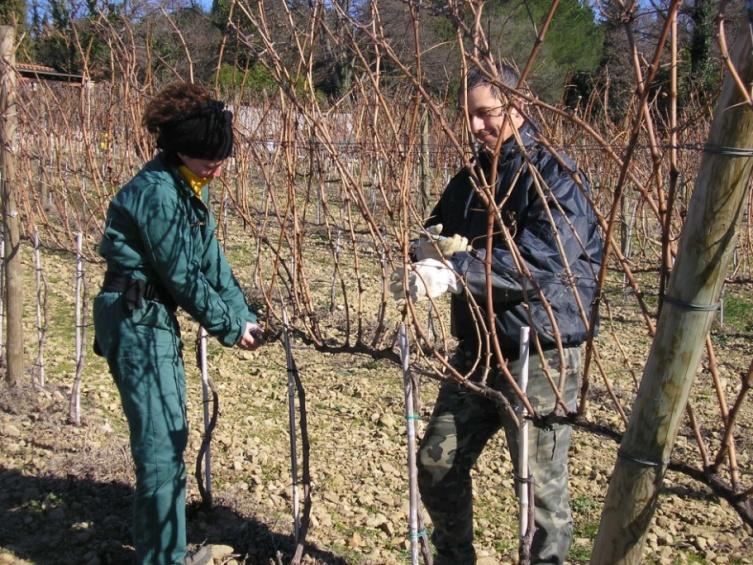 speaking, pruning must be done at least once every 5 years, or more frequently if so required by Regional legislation.