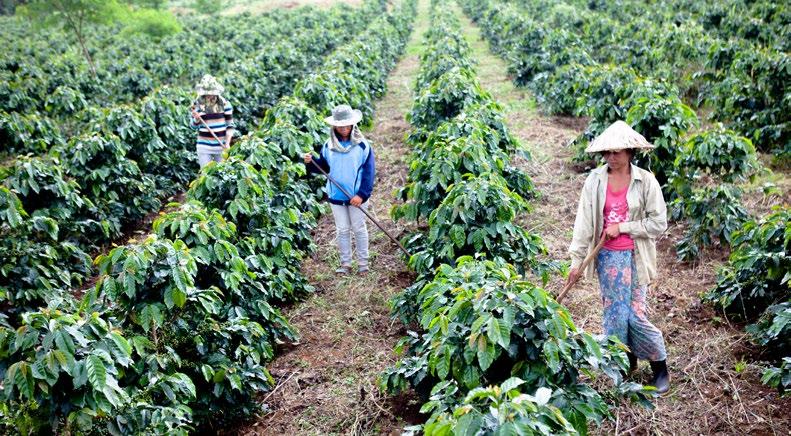 Selecting and managing land responsibly Coffee plantation, Laos Olam manages increasing areas of plantations, concessions and farms.